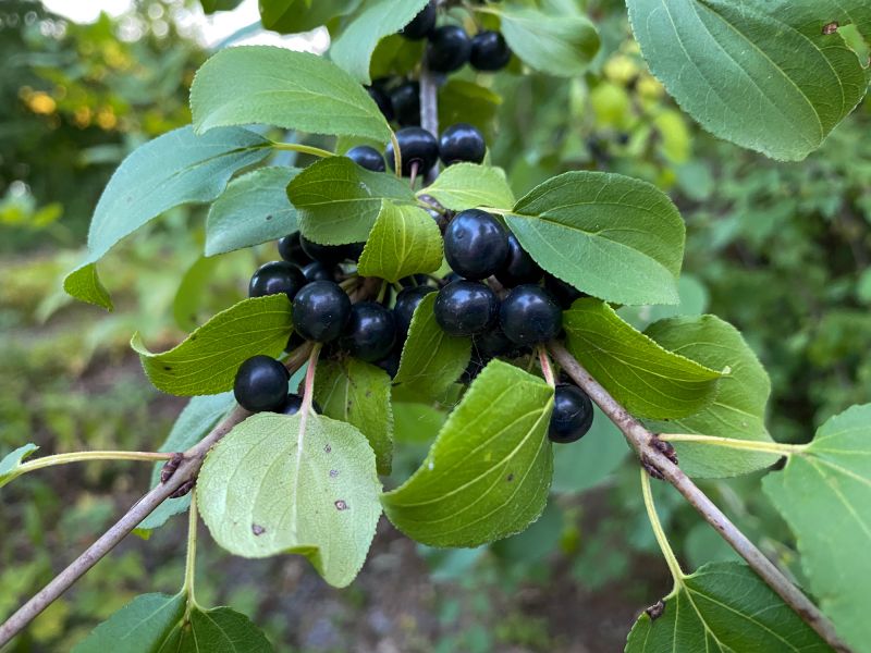 Buckthorn Control