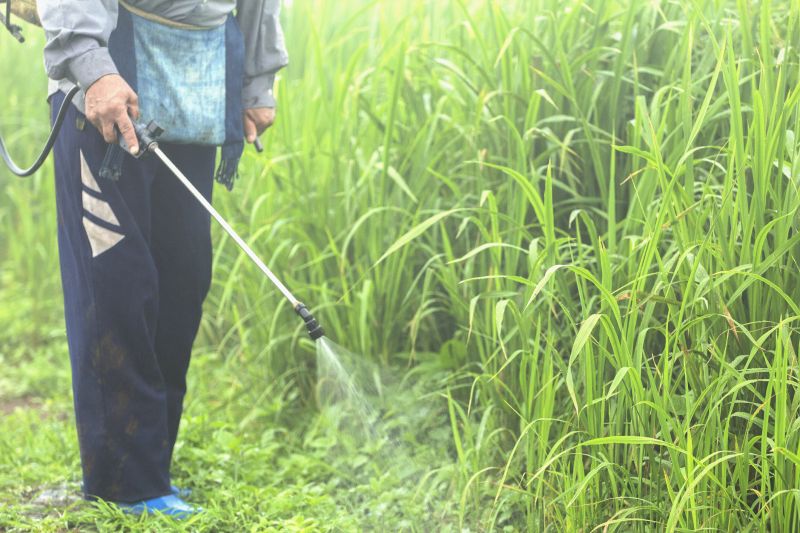 Crabgrass Removal in Ventura County, CA
