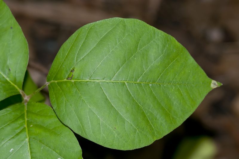 Poison Oak Removal in Newark, DE