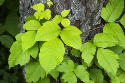 Poison Oak Removal in Pottstown, PA