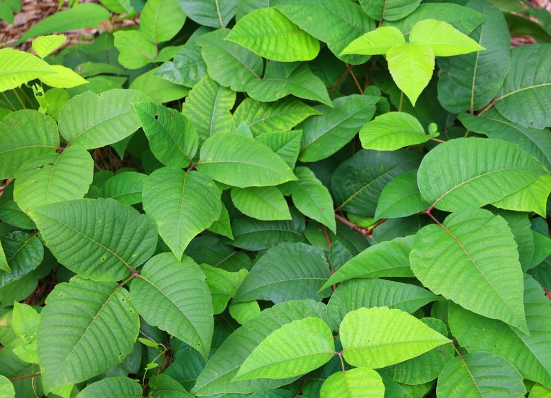 Poison Oak Removal in Pottstown, PA