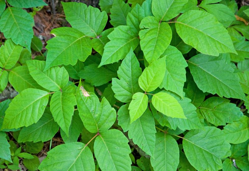 Poison Oak Removal in Allentown, PA