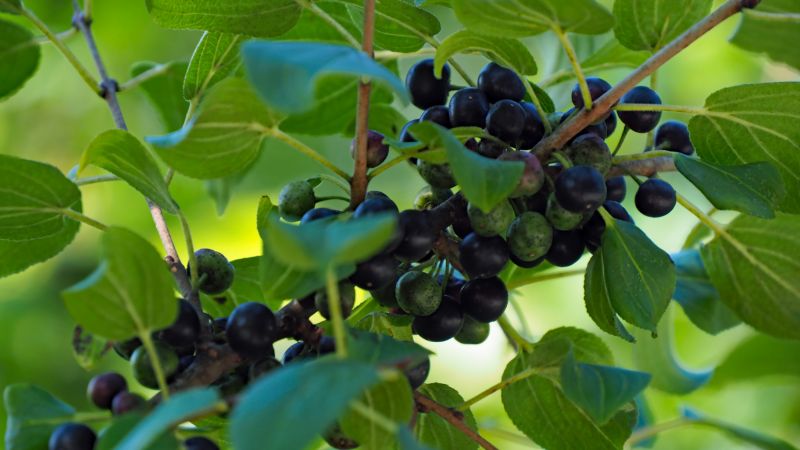 Buckthorn Control Service