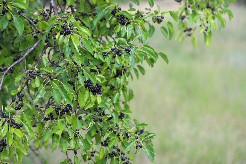 Buckthorn Control
