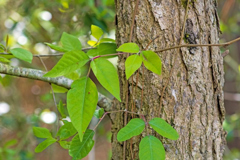 Poison Oak Removal in Honolulu, HI